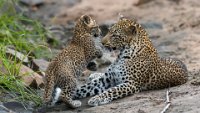 232 - MOTHER AND CUB PLAYING - COOPER ROBERT - united kingdom <div